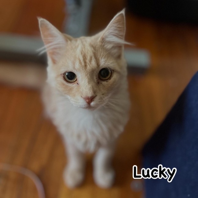 Photo of Lucky