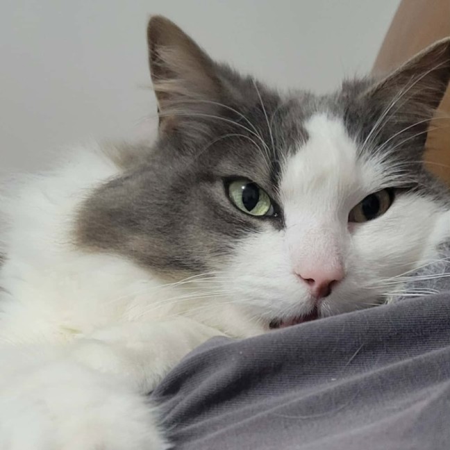 Photo of Sully   In Foster Care In Doncaster