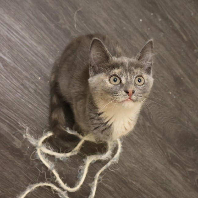 Photo of Dumpling