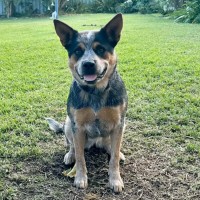 Photo of Zeek   1.5 Year Old Cattle Dog