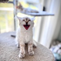 Photo of Olive