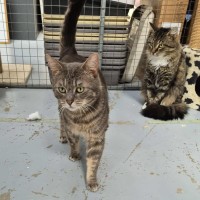 Photo of Bernie The 2nd **2nd Chance Cat Rescue**