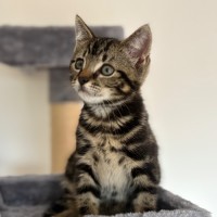 Photo of Wil 💙😻😻🐾
