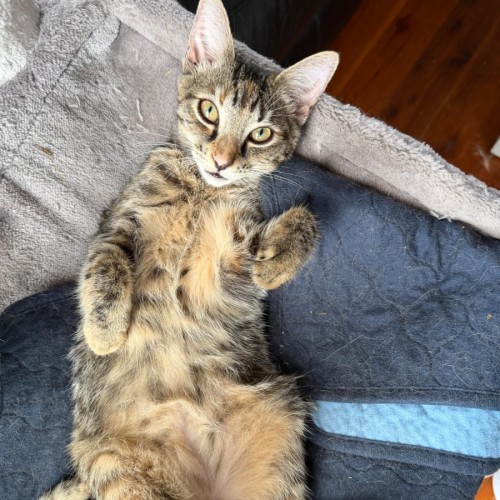 Ruby - Domestic Short Hair (DSH) Cat