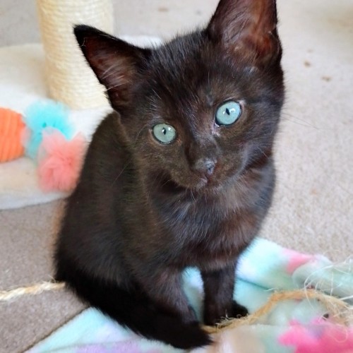 Jasmine - Domestic Short Hair (DSH) Cat