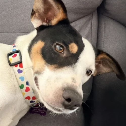 Heidi - Fox Terrier Dog