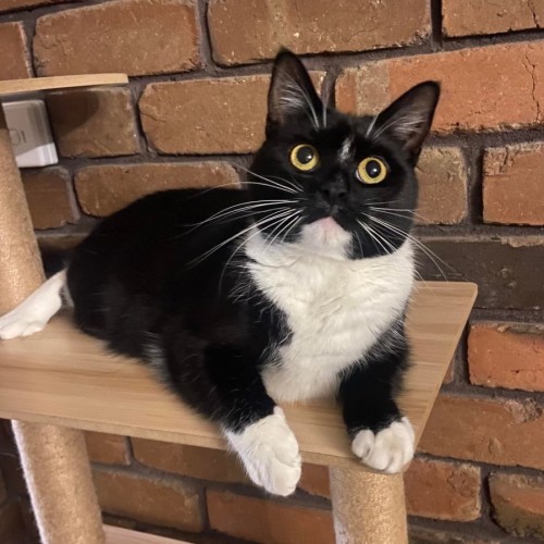 Socks 🤍🖤 - Domestic Short Hair (DSH) Cat