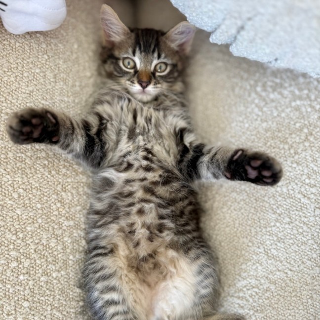 Photo of Kai