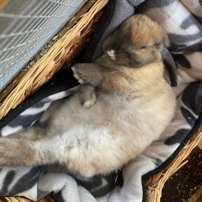 Photo of Milo And Raven