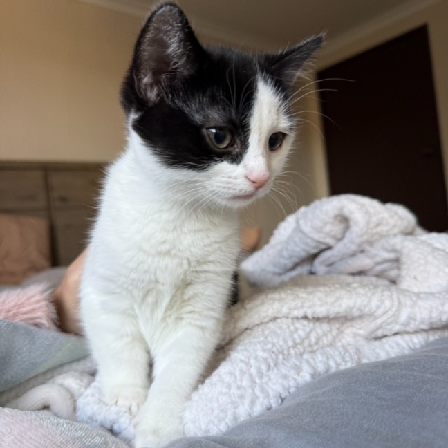 Photo of Moo Moo