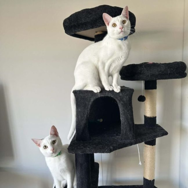 Photo of Snow & Blizzard
