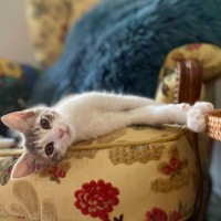 Photo of Daisy Mae & Frankie ^Dandy Cat Rescue^