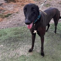 Photo of Bentley The Greyhound