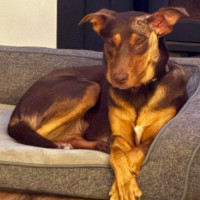 Photo of Piper