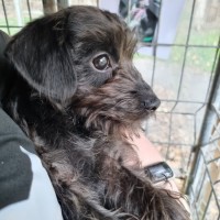 Photo of Topsy