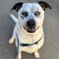 Photo of Stitch