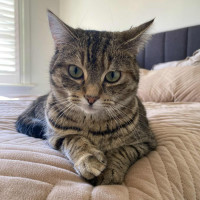 Photo of Serena   Meet Me @ Pe Tstock Prahran!