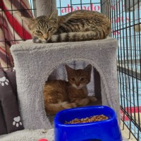 Photo of Richard ** 2nd Chance Cat Rescue**