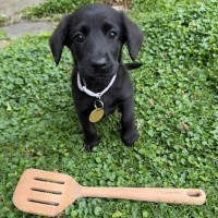 Photo of Spatula