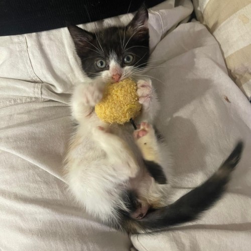 Ivy - Domestic Short Hair (DSH) Cat