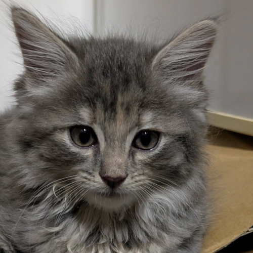 Gracey - Domestic Medium Hair (DMH) Cat