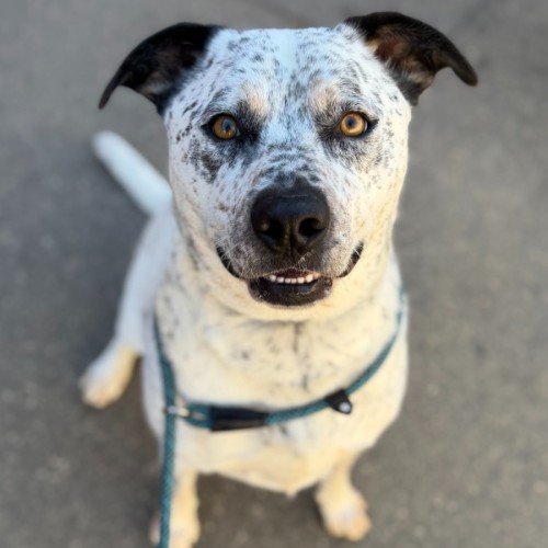 Stitch - Australian Cattle Dog x American Staffordshire Terrier Dog