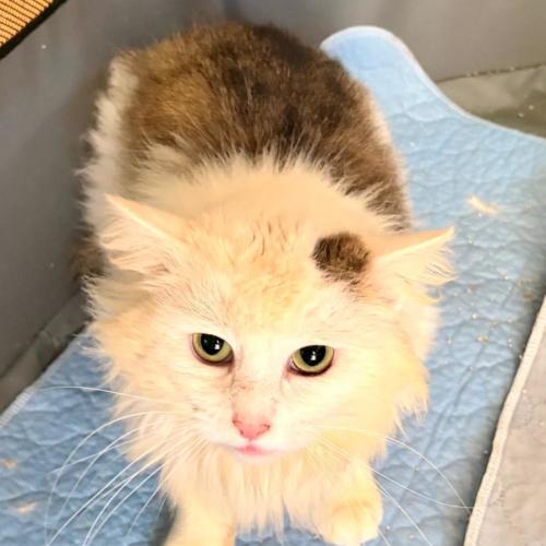Shimmer - Domestic Medium Hair (DMH) Cat
