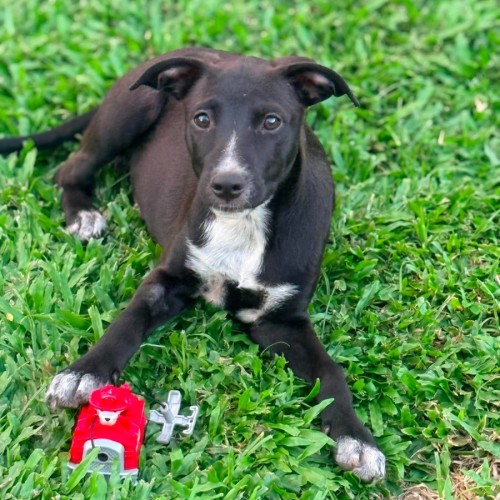 Erika - Australian Kelpie Dog
