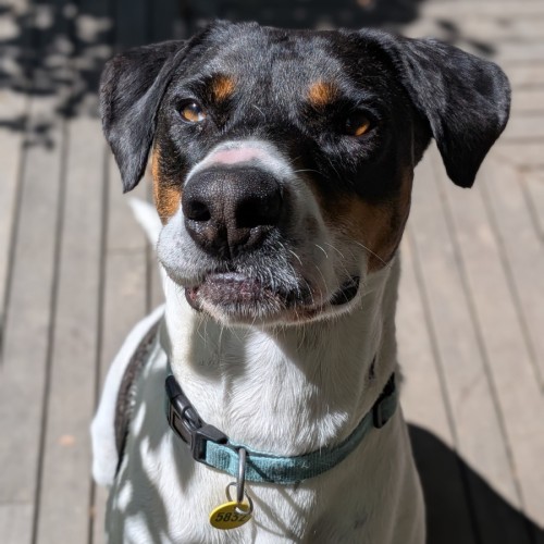 Neville - Bull Arab Dog