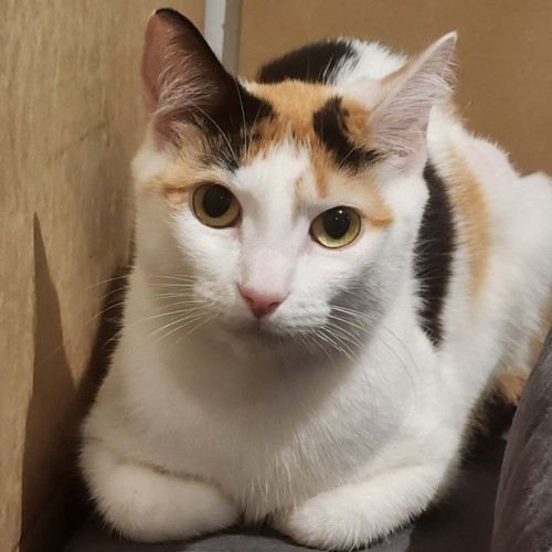 Maddy - Domestic Short Hair (DSH) Cat