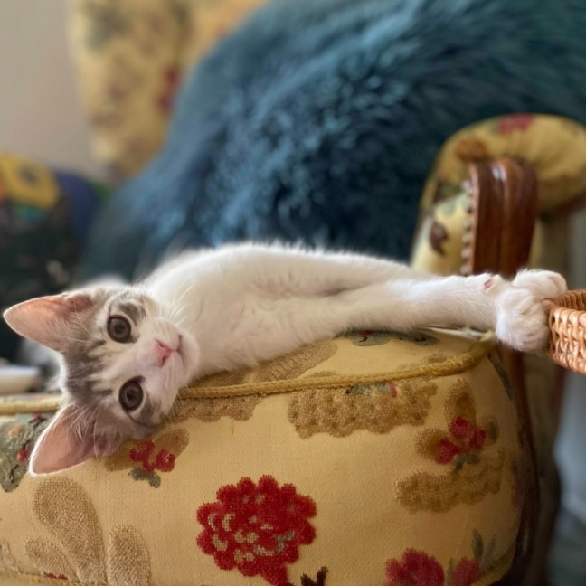 Photo of Daisy Mae & Frankie ^Dandy Cat Rescue^