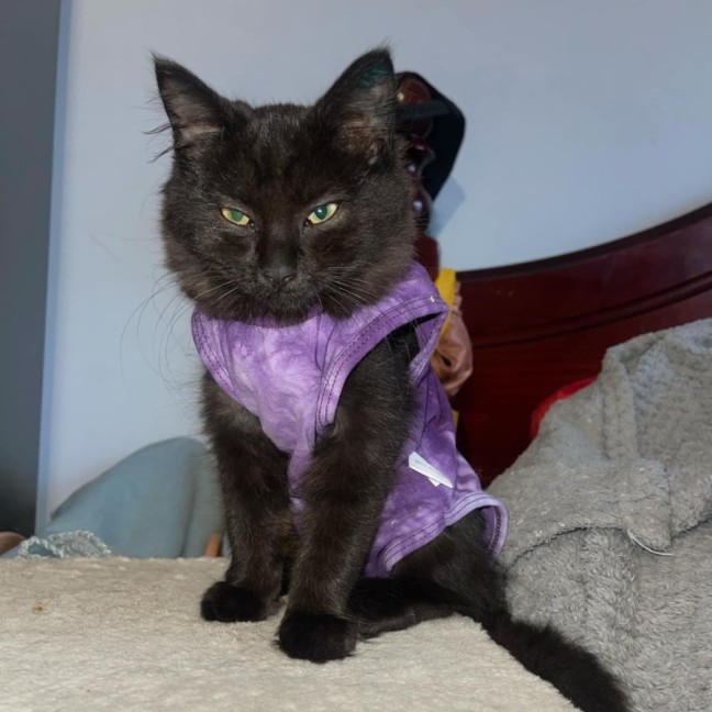 Photo of Nova Labonno**2nd Chance Cat Rescue**