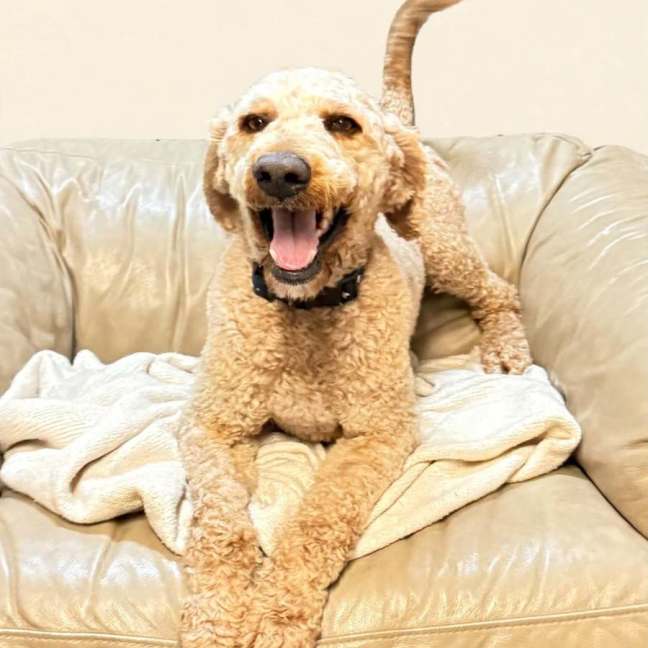 Photo of Gogo