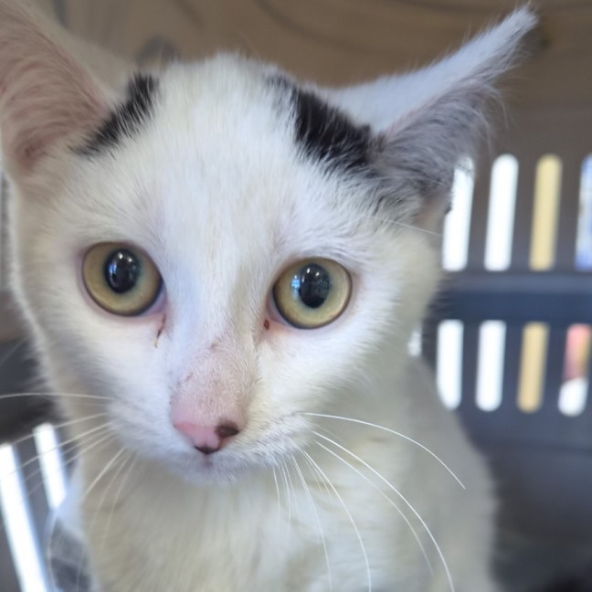 Photo of Cosmo