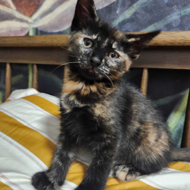 Photo of Flabbergast