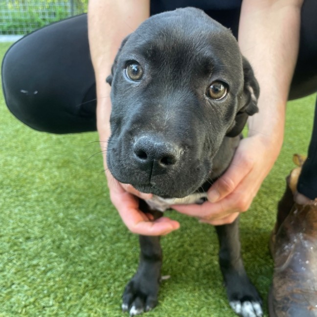 Photo of D1188 Dixie