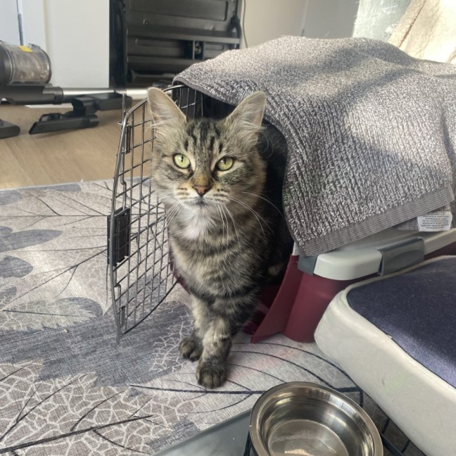 Photo of Pumpkin ** 2nd Chance Cat Rescue**