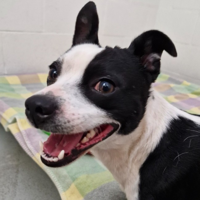 Photo of D1053 Alvin