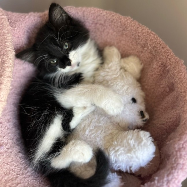 Photo of Upsy & Daisie