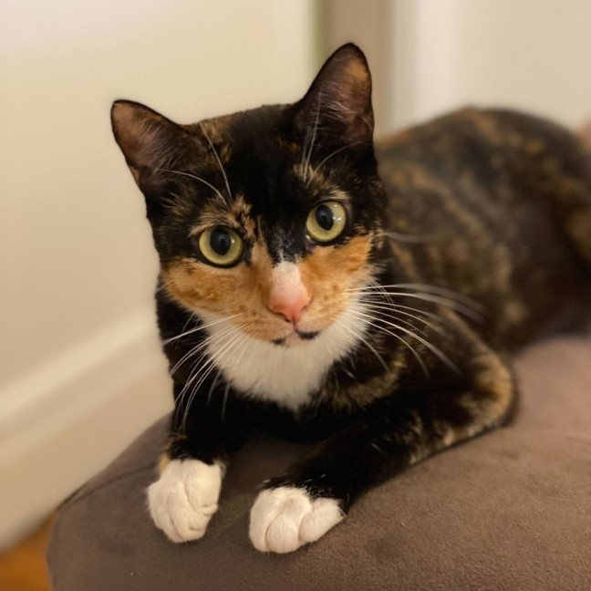 Photo of Lysandra And Aelin