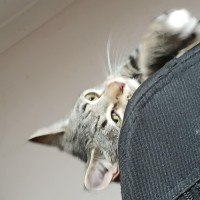 Photo of Harper * 9 Lives Project Rescue*