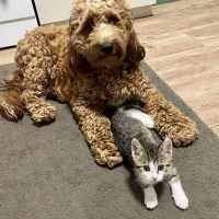 Photo of Miss Mittens