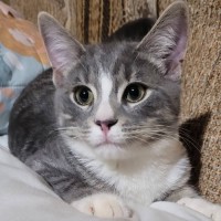 Photo of Sir Whiskerface