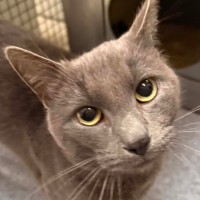 Photo of Blue