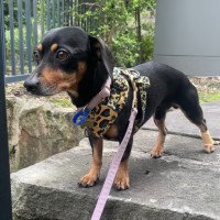 Photo of Trevor   6 Year Old Dachshund X Chihuahua