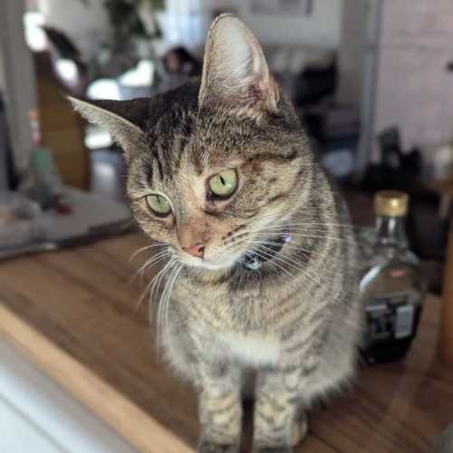 Sabrina Spellman - Domestic Short Hair (DSH) Cat