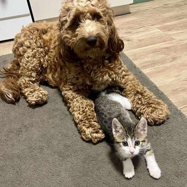 Photo of Miss Mittens