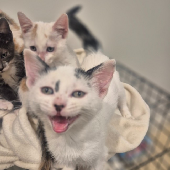 Photo of Yin And Yang