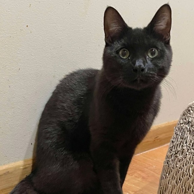 Photo of Zorro