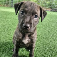 Photo of D1220 Kehani